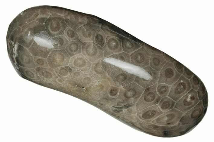 Polished Petoskey Stone (Fossil Coral) - Michigan #212181